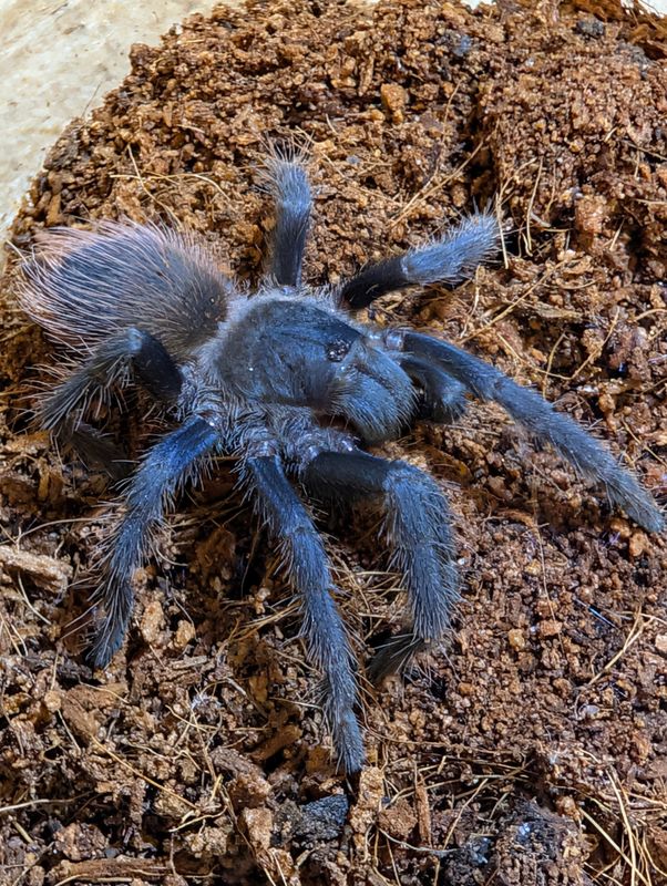 Lasiocyano sazimai - Iridescent Blue (4-5cm)