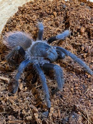 Lasiocyano sazimai - Iridescent Blue (4-5cm)
