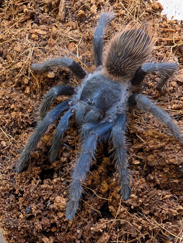 Lasiocyano sazimai - Iridescent Blue (4-5cm)