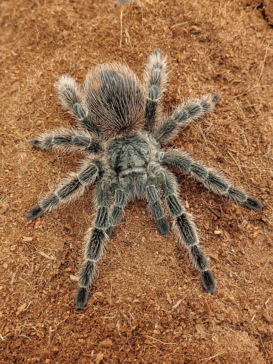 Lasiodora subcanens - Silverback Birdeater (2-3cm)