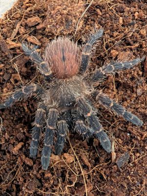 Neischnocolus sp. panama - Gold Banded Sunburst Dwarf Female (5-6cm)