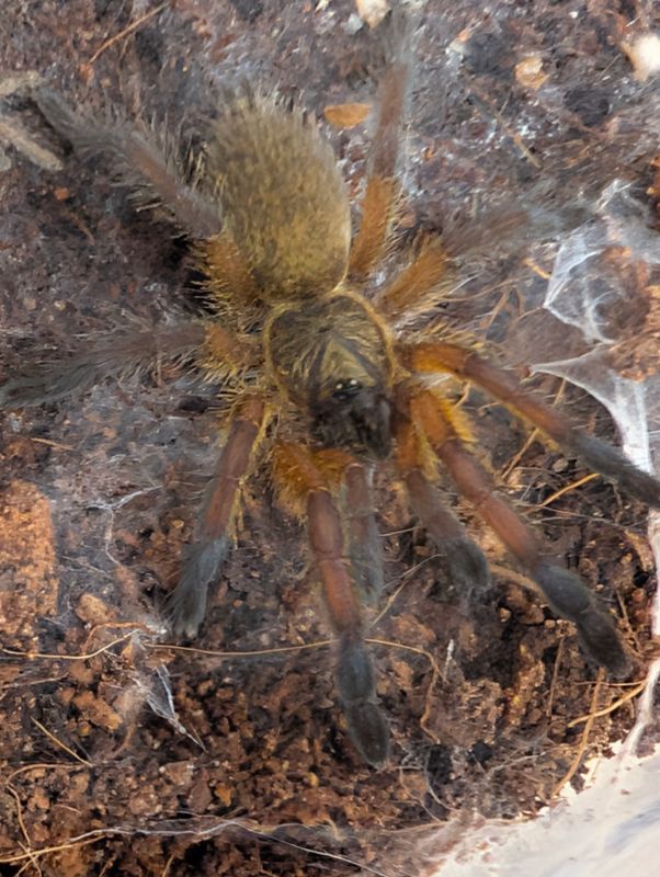 Harpactira pulchripes - Golden Blue Leg Baboon (3-4cm)