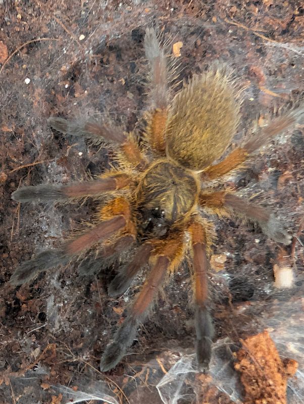 Harpactira pulchripes - Golden Blue Leg Baboon (3-4cm)