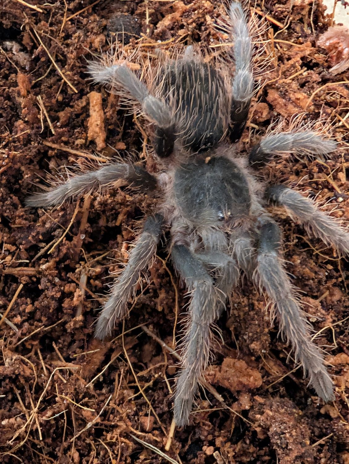 Nhandu carapoensis - Brazilian Red (4-5cm)