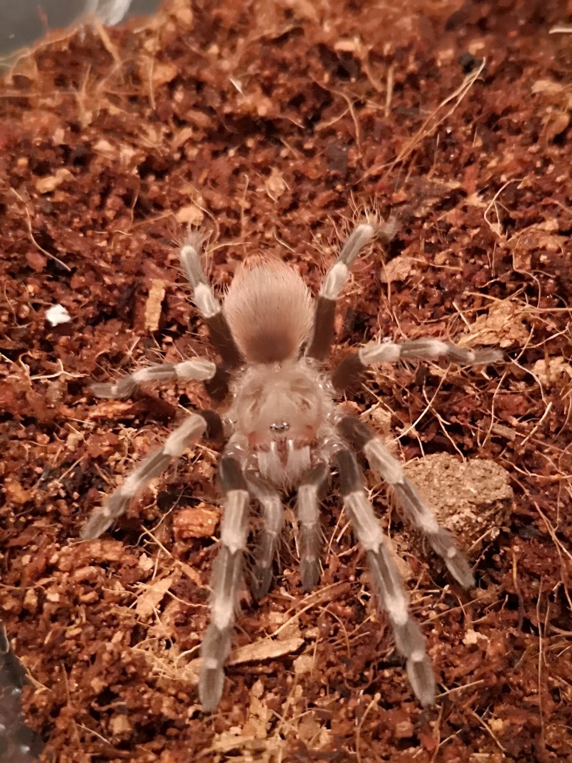 Vitalius chromatus - Brazilian red and white (3-4cm)