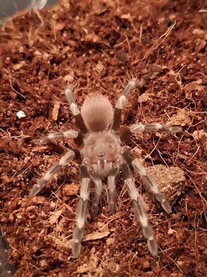 Vitalius chromatus - Brazilian red and white (3-4cm)