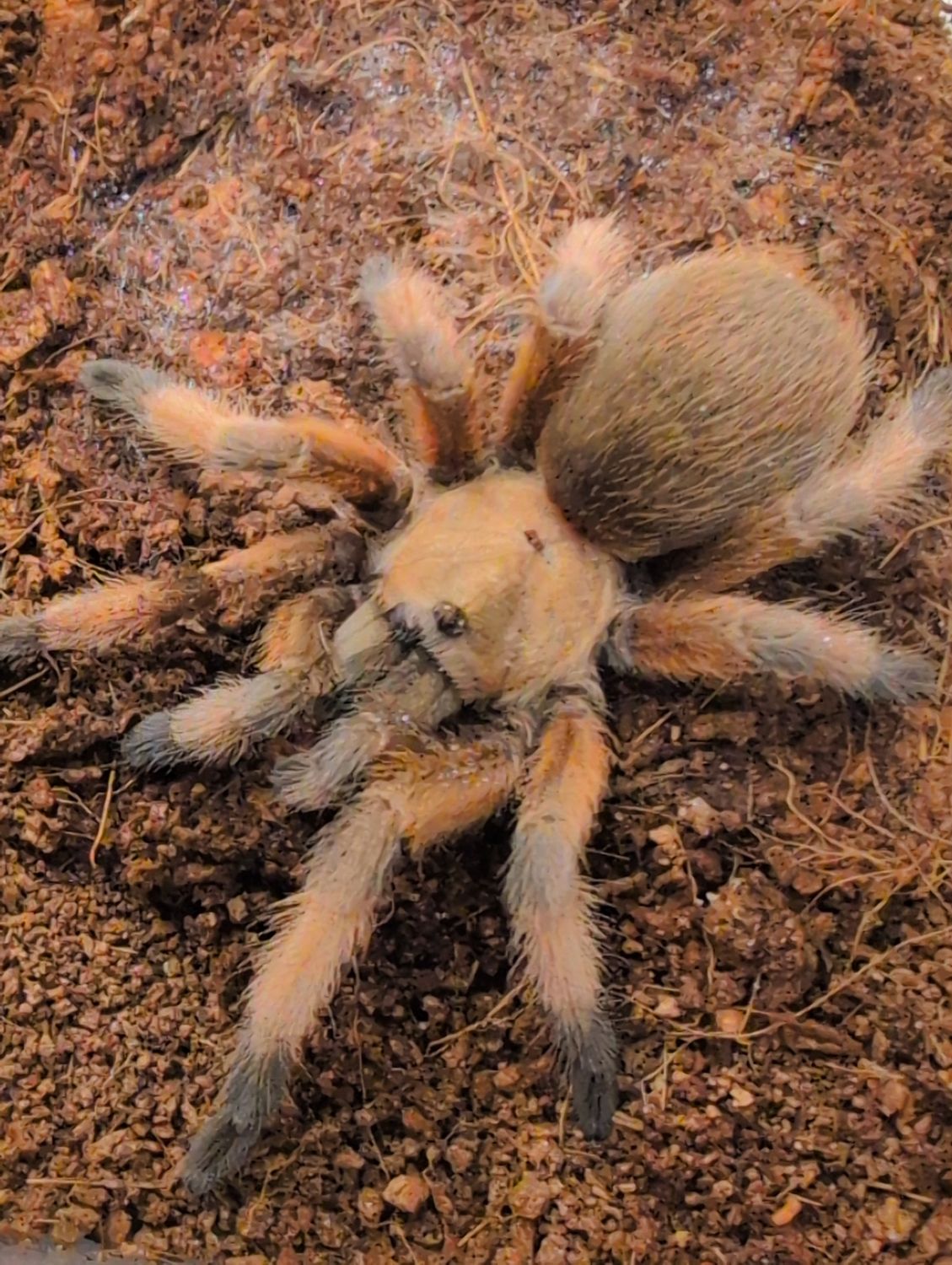 Aphonopelma moderatum - Rio Grande Gold Male (6-7cm)