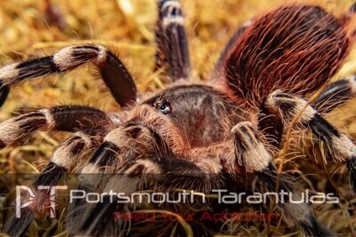 Acanthoscurria geniculata - Giant White Knee (7-8cm)