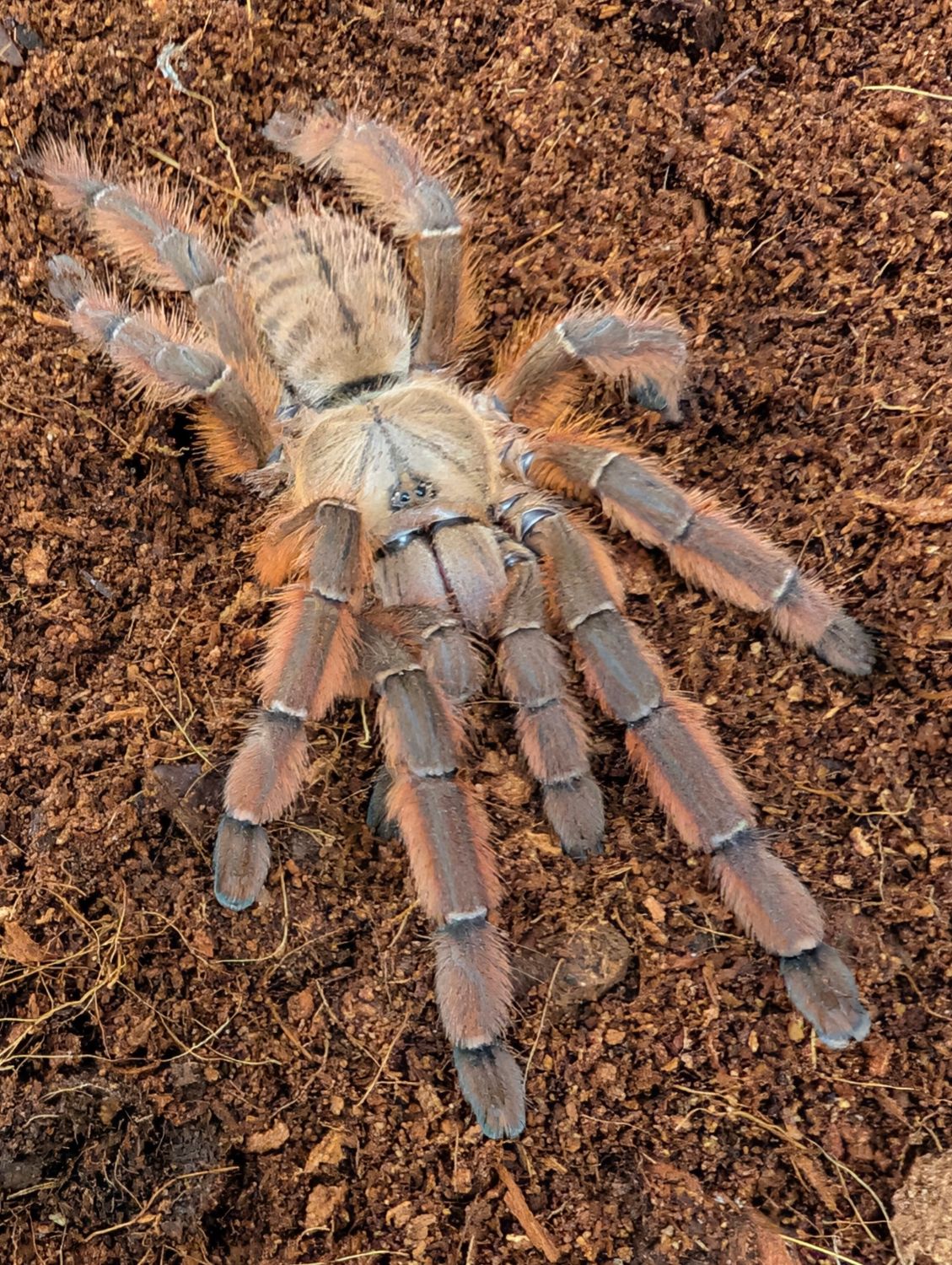 Aspinochilus rufus - Java Tree Tiger Female (11-12cm)