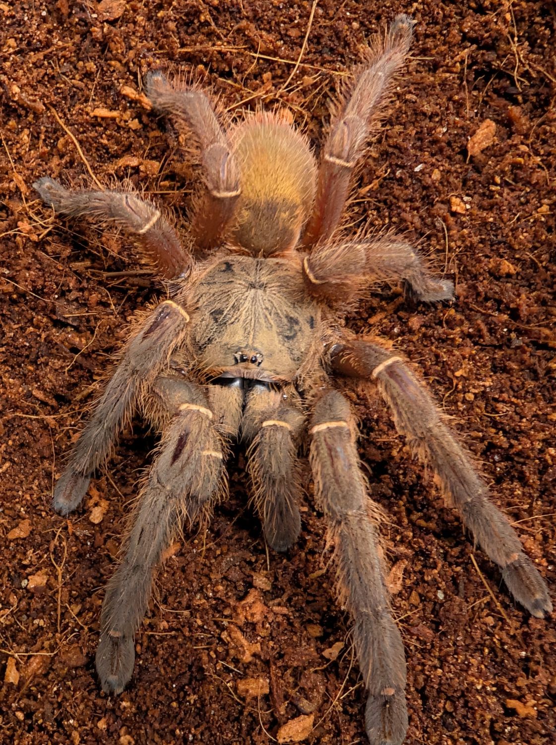 Ephebopus uatuman W/C - Emerald skeleton (7-9cm)