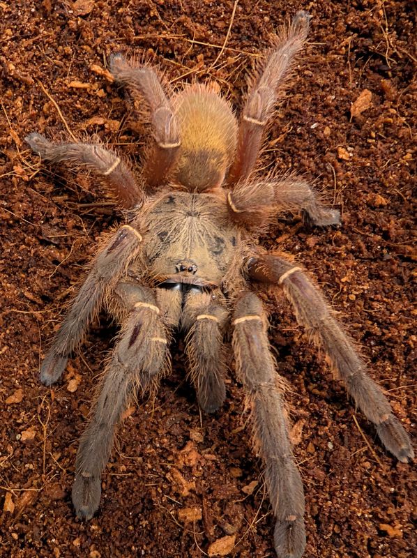 Ephebopus uatuman W/C - Emerald skeleton (7-9cm)