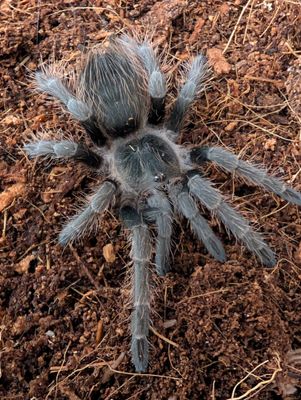 Nhandu carapoensis - Brazilian Red (5-6cm)