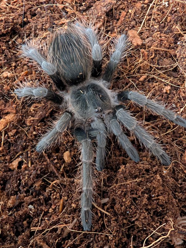 Nhandu carapoensis - Brazilian Red (5-6cm)