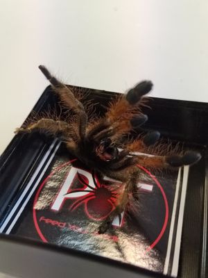 Stromatopelma Calceatum - Feather leg (9-10cm)