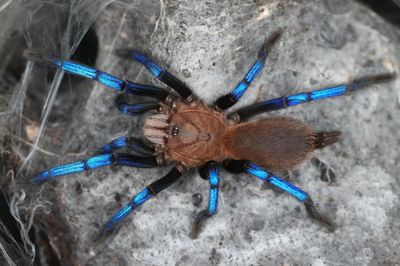 Birupes simoroxigorum - Neon blue leg (5-6cm)