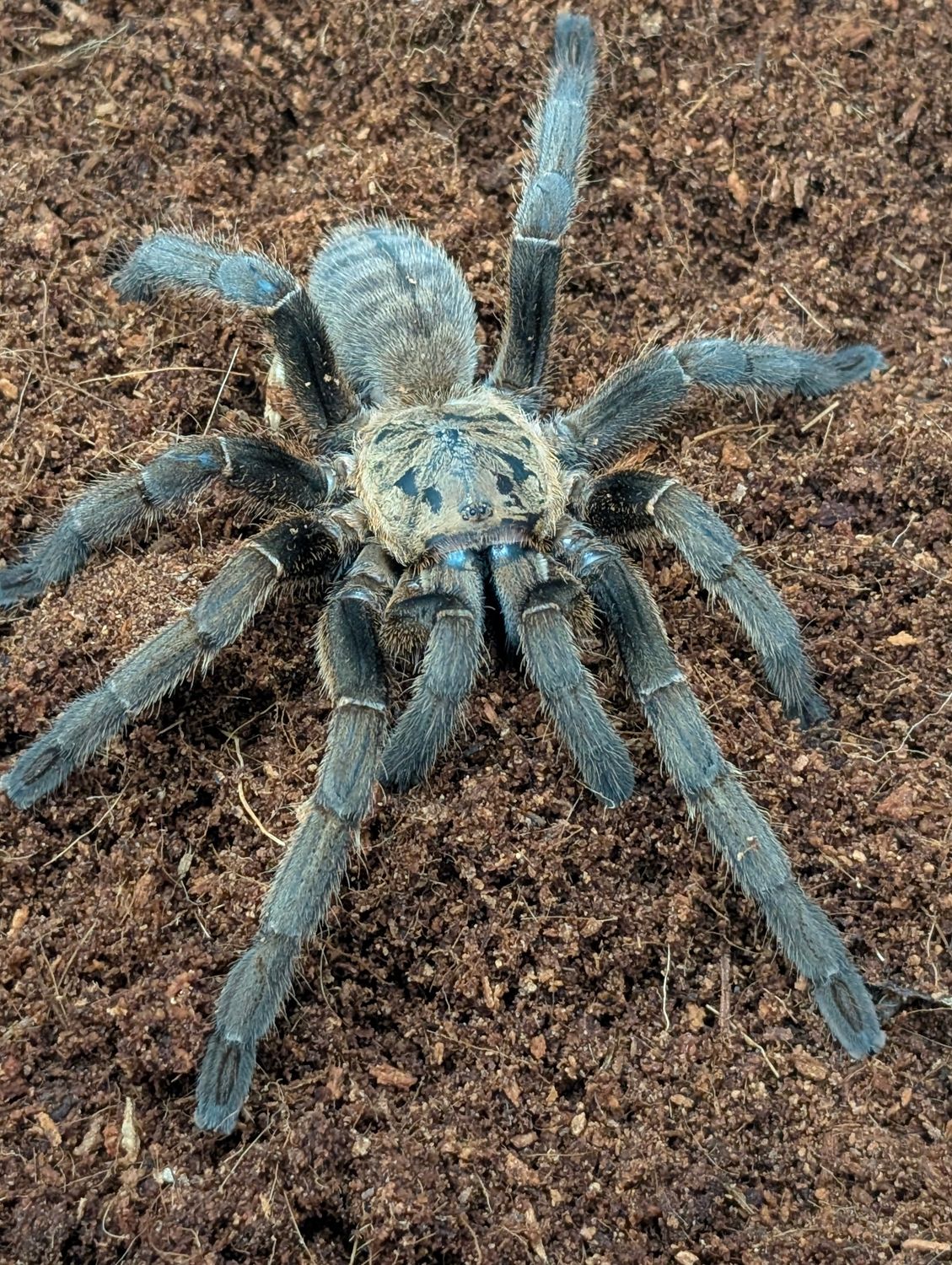 Cyriopagopus sp. Lam dong - Adult Female