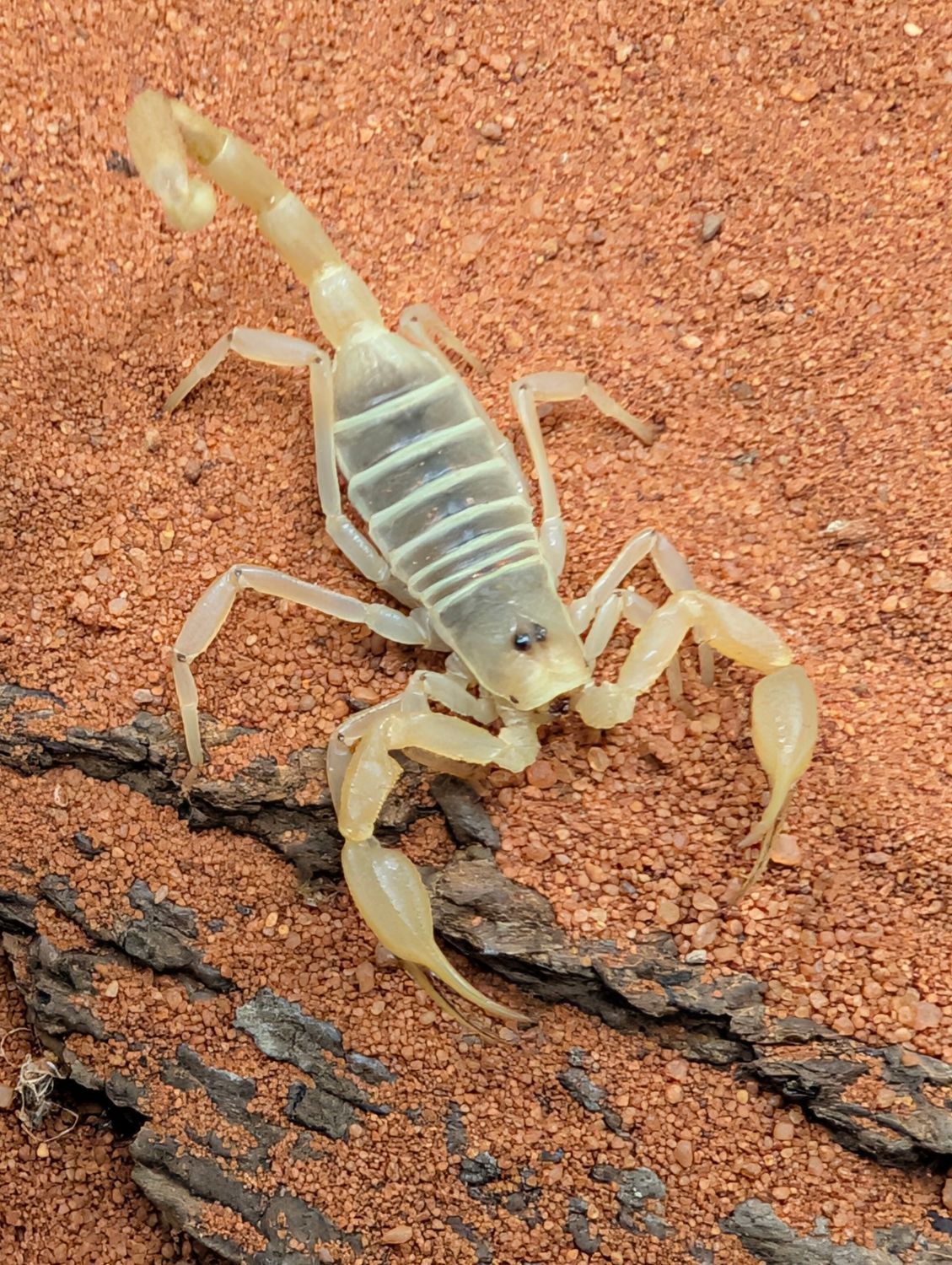 Sminigerus mesaensisw  - Dune Scorpion (sub adult)