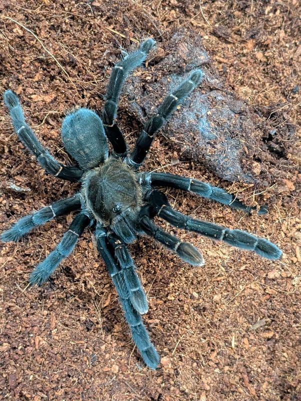 Haplopelma doriae - Orange Fringe Female (12-13cm)