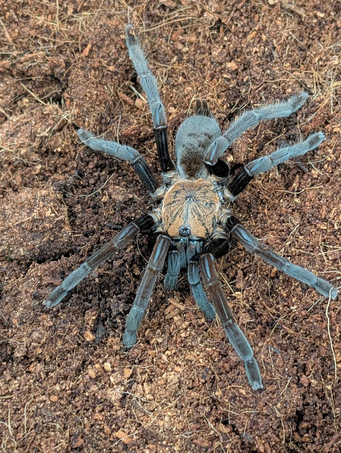 Orphaneus dichromata - Black Femur Fury Female (8-9cm)