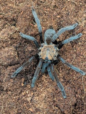 Orphaneus dichromata - Black Femur Fury Female (8-9cm)