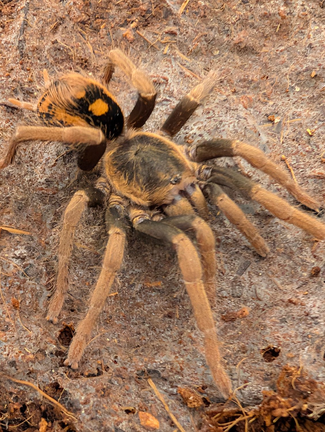 Hapalopus vangoghi - Fire Red Pumpkin S/A Female (6-7cm)