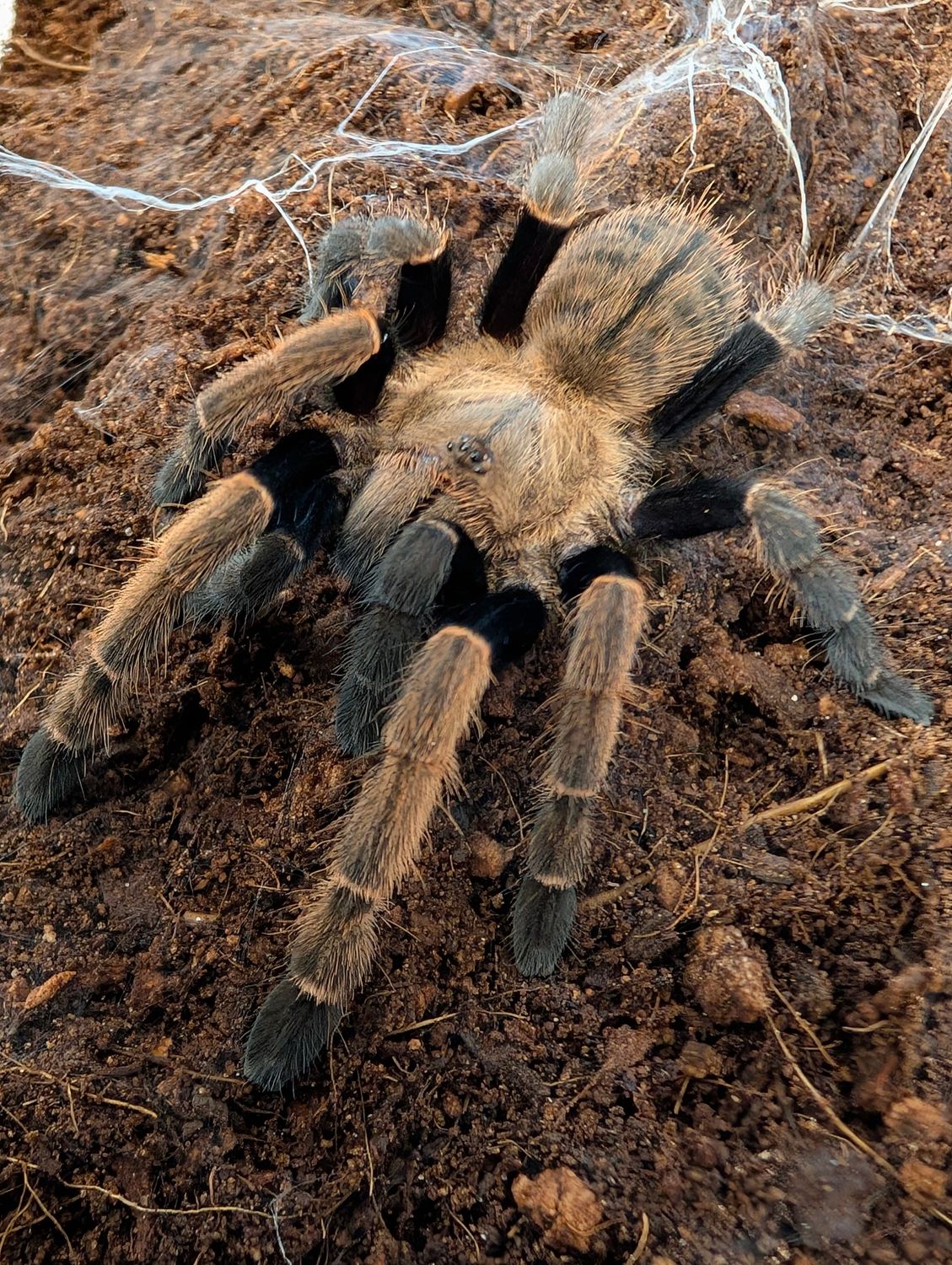 Ornithoctonus sp. “Khoa Sok” - Velvet Earth Tiger (5-6cm)