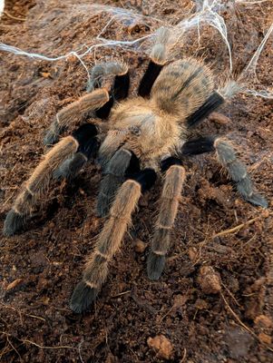 Ornithoctonus sp. “Khoa Sok” - Velvet Earth Tiger (5-6cm)