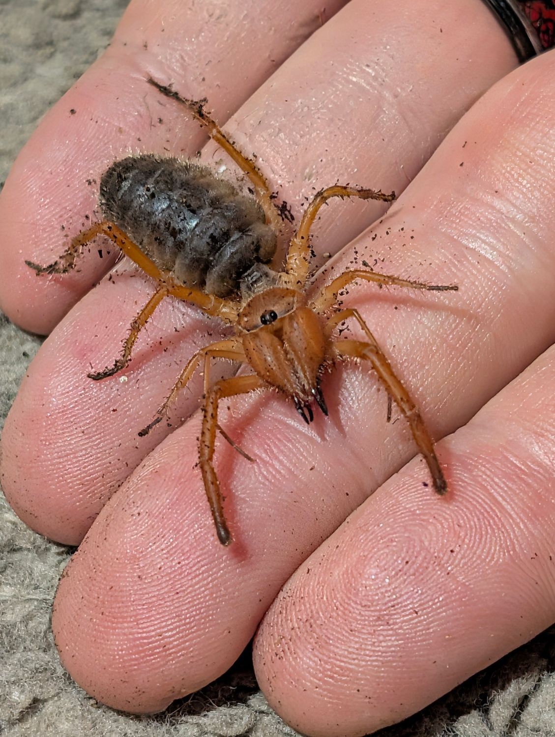 Camel spider. Large Juvies/Sub Adults