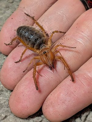 Camel spider. Large Juvies/Sub Adults