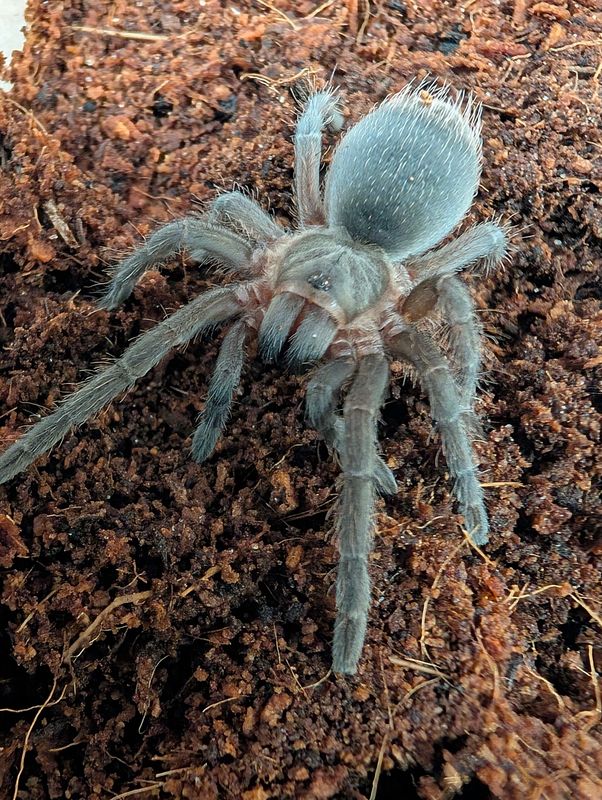Aphonopelma seemanni - Costa Rican zebra (6-7cm)