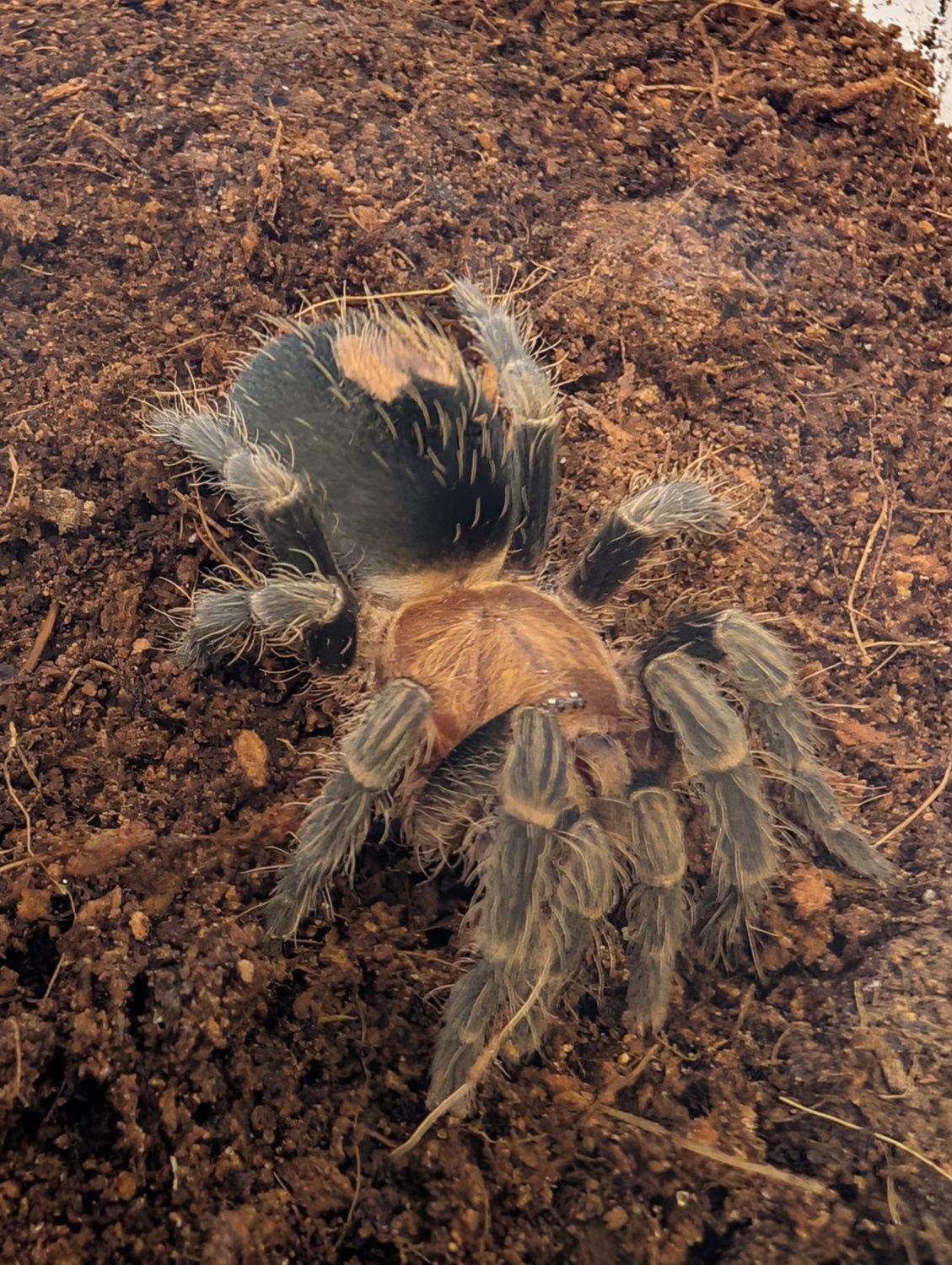 Cyriocosmus sellatus - Peruvian Dwarf Star Female (4-5cm)