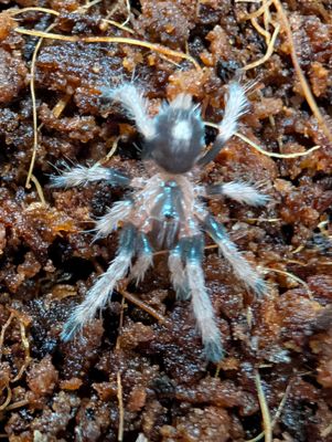 Cyriocosmus ritae - Pygmy black &amp; wite (0.5cm)