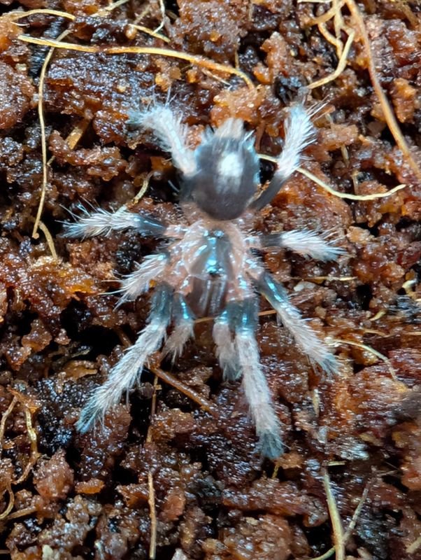Cyriocosmus ritae - Pygmy black &amp; wite (0.5cm)