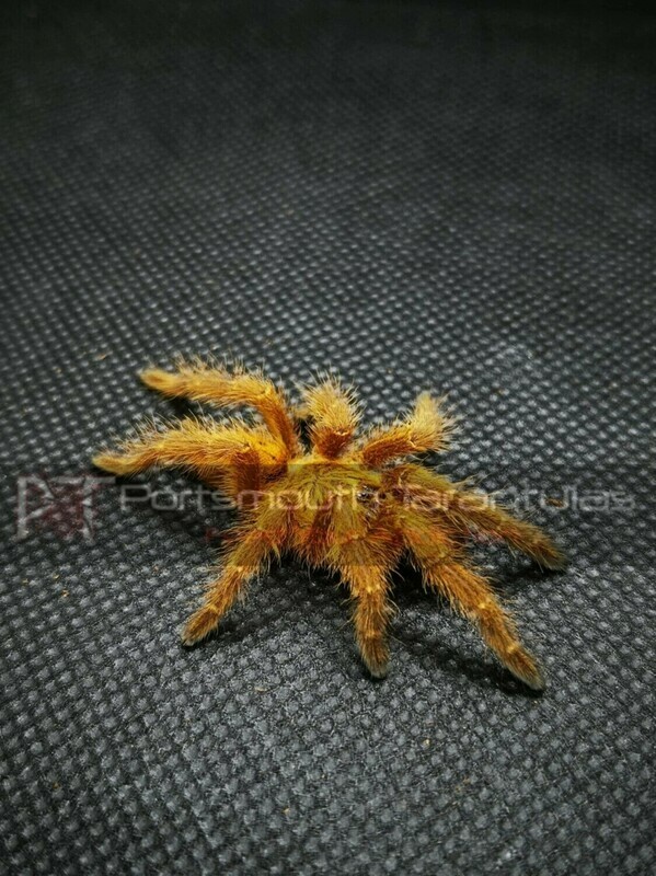Pterinochilus murinus - OBT Usambara (6-7cm)