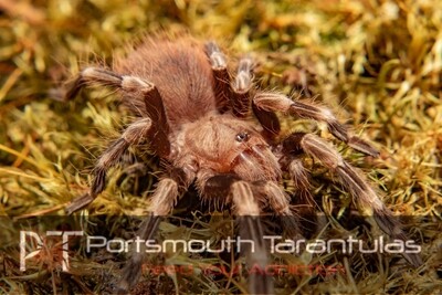 Vitalius chromatus - Brazilian red and white (6-7cm)