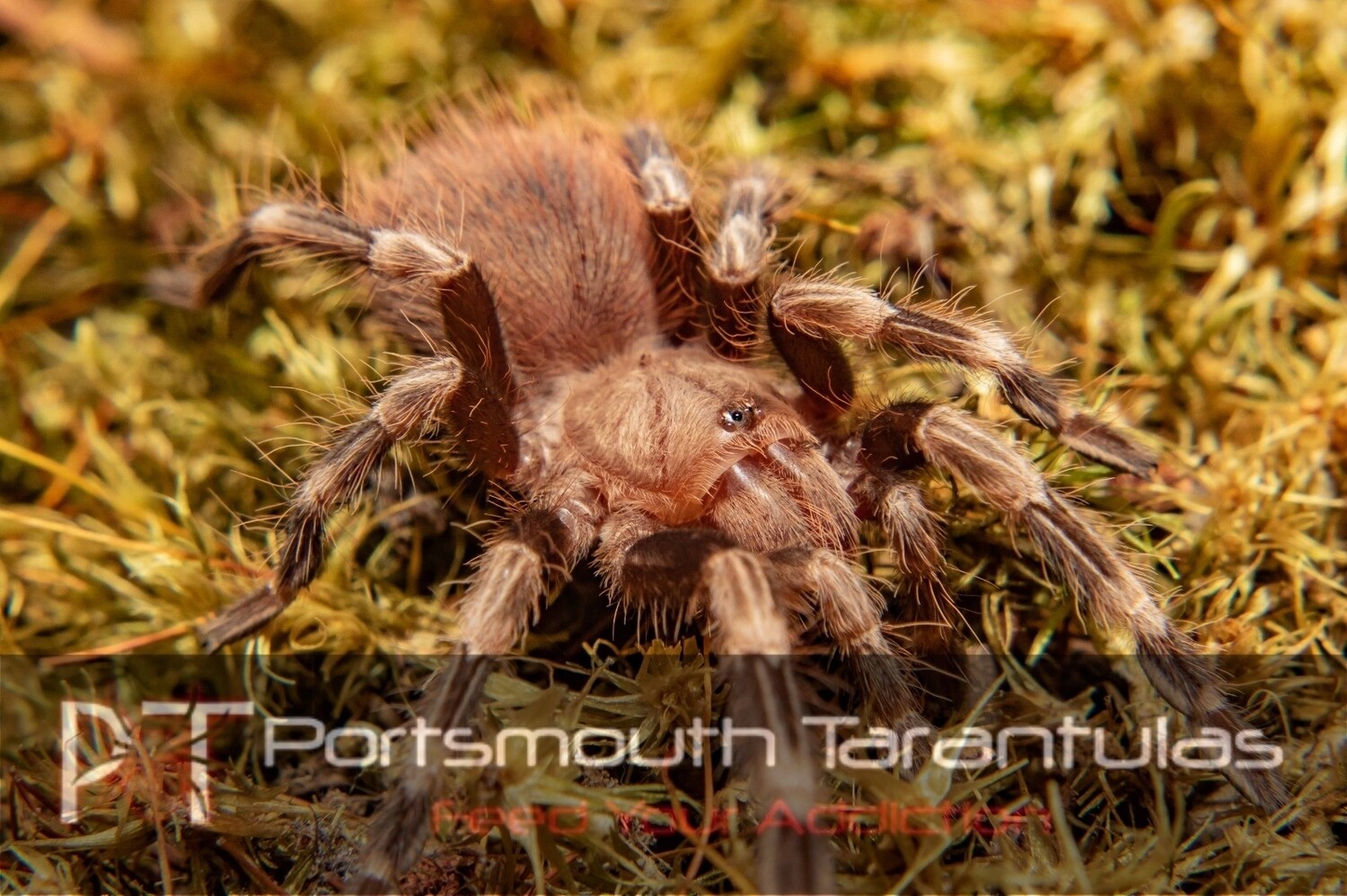 Vitalius chromatus - Brazilian red and white (6-7cm)