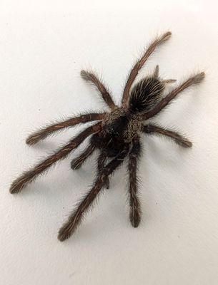 Ornithoctoninae sp. Phan Cay - Phan Cay red (2-3cm)