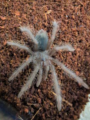 Xenesthis sp. Blue - Giant Blue Bloom (3-4cm)