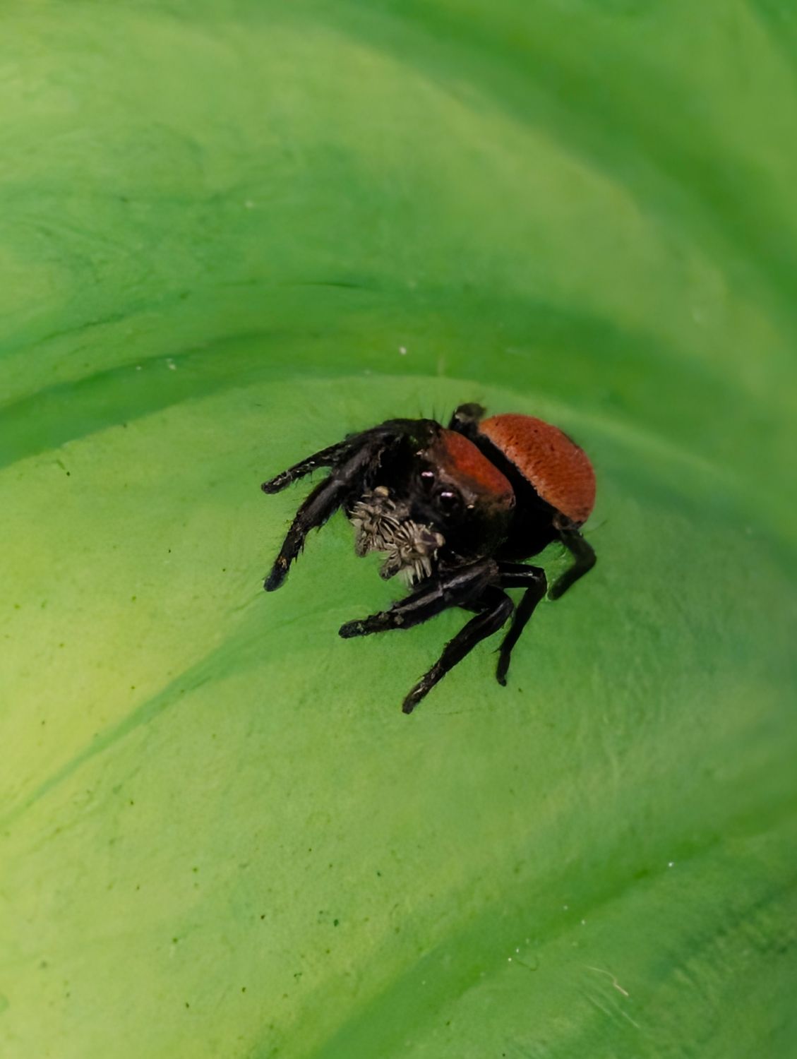 Phidippus apacheanus - Apache jumping spider (1cm Sub Adult) 