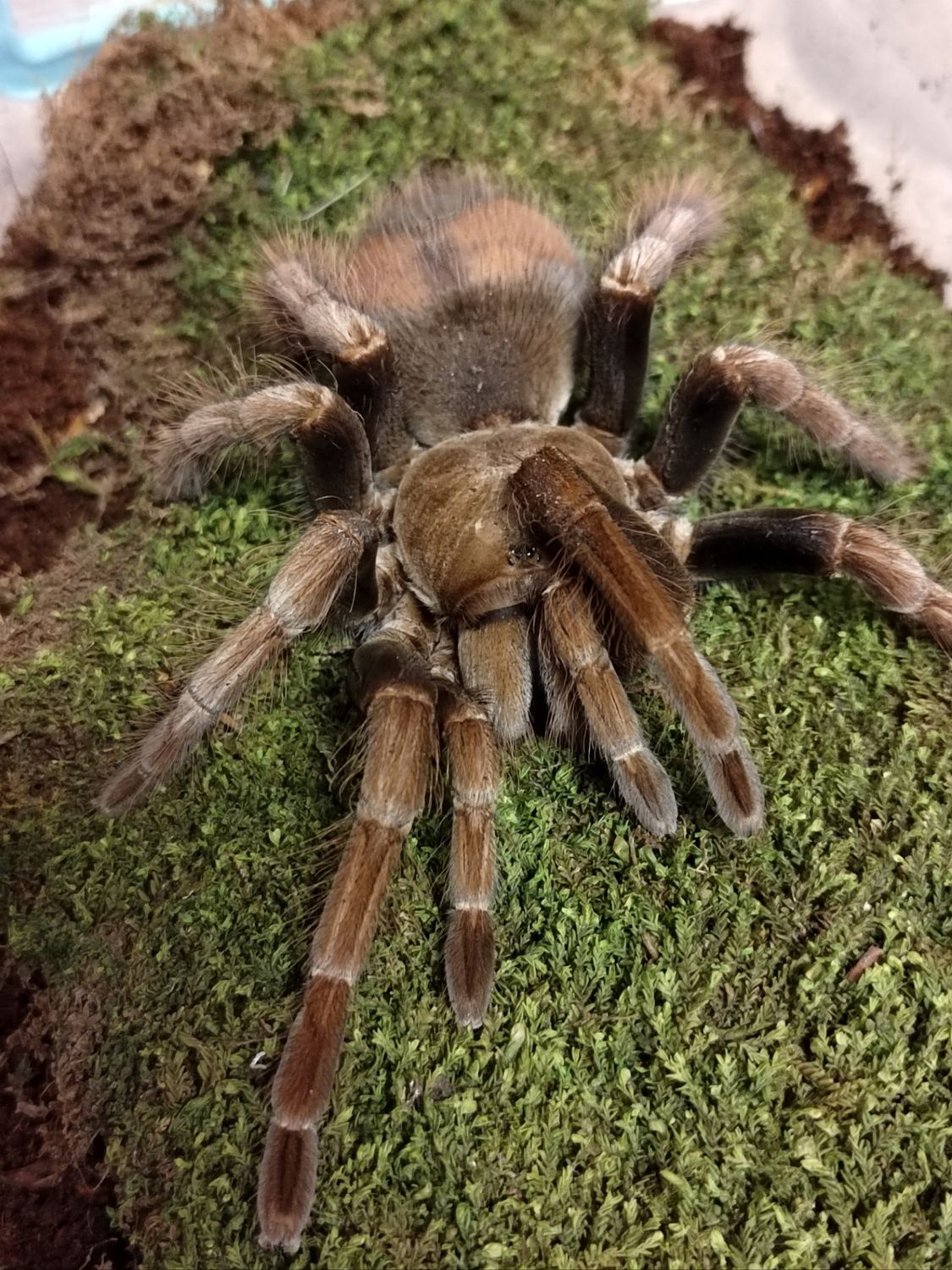 Pamphobeteus sp Mascara - Mascara birdeater Female (13-14cm)
