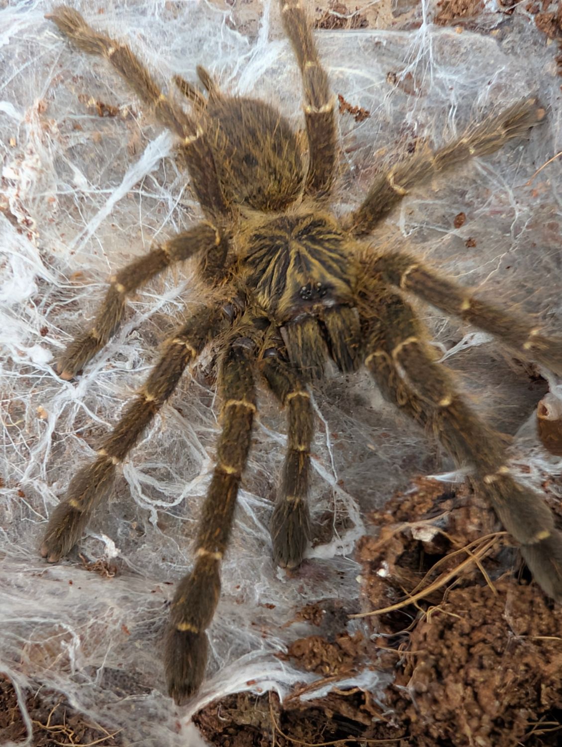 Pterinochilus murinus DCF “Kenya” (5-6cm)