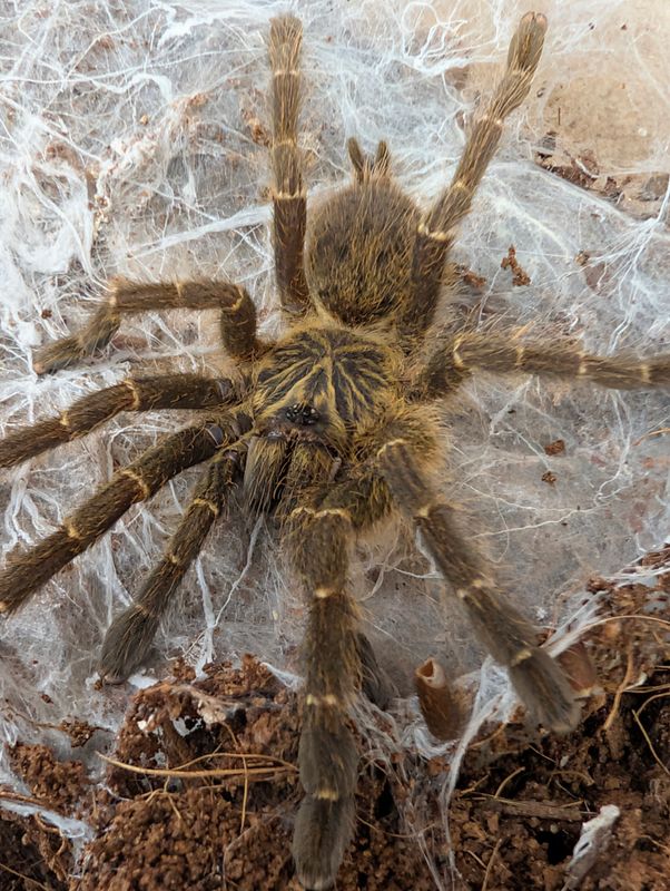 Pterinochilus murinus DCF “Kenya” (5-6cm)