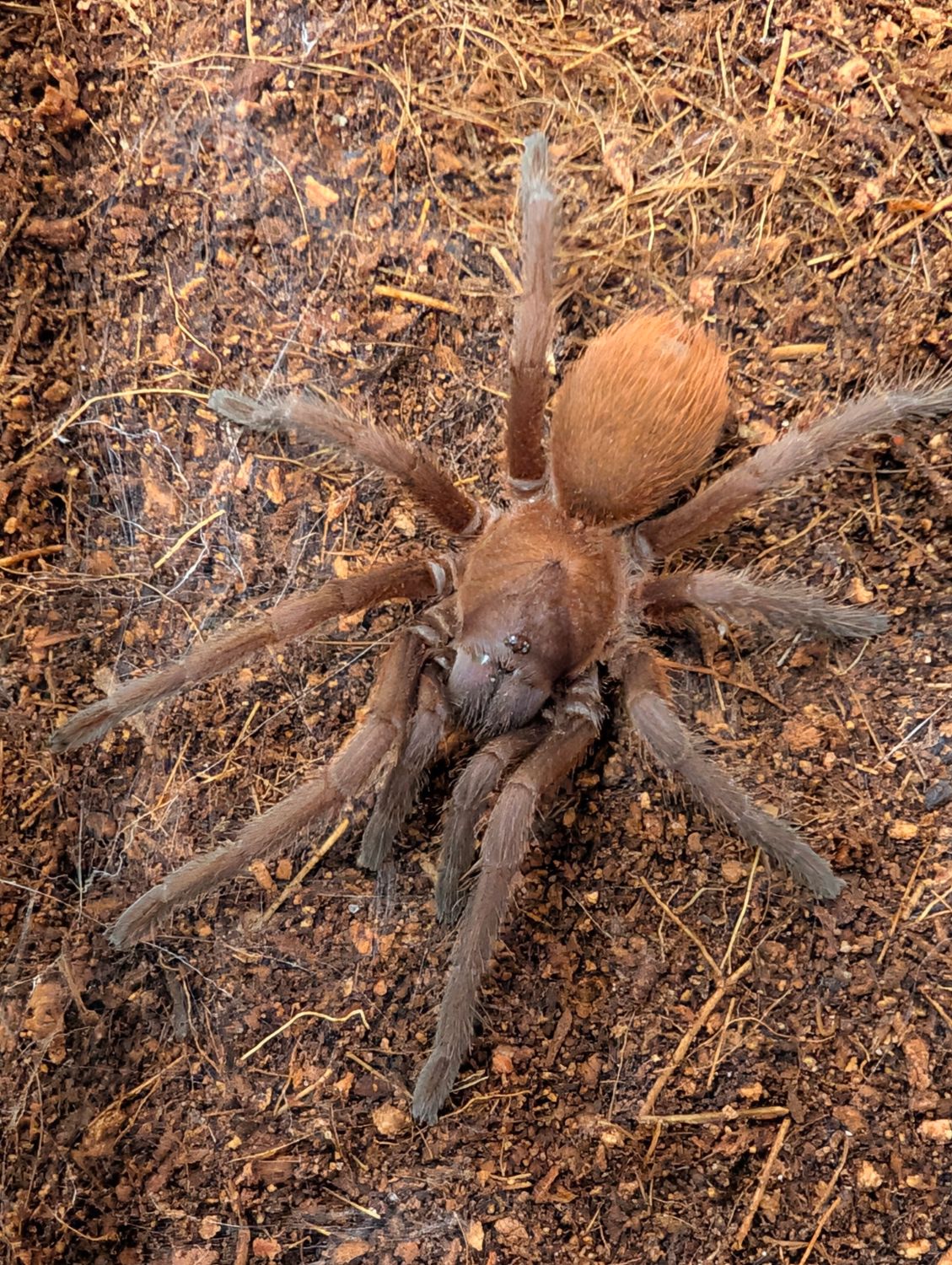 Citharacanthus cyaneus - Cuban Blue Female (8-9cm)