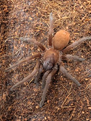 Citharacanthus cyaneus - Cuban Blue Female (8-9cm)