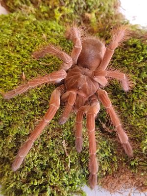 Theraphosa stirmi - Burgundy goliath bird eater Unsexed (12-13cm)