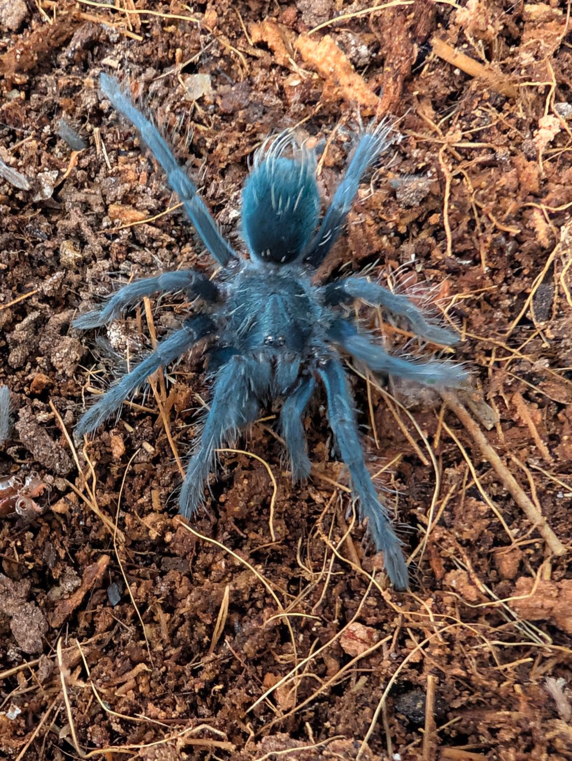 Phormictopus sp. green/gold carapace - Green/gold Birdeater (3-4cm)