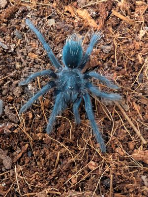 Phormictopus sp. green/gold carapace - Green/gold Birdeater (3-4cm)