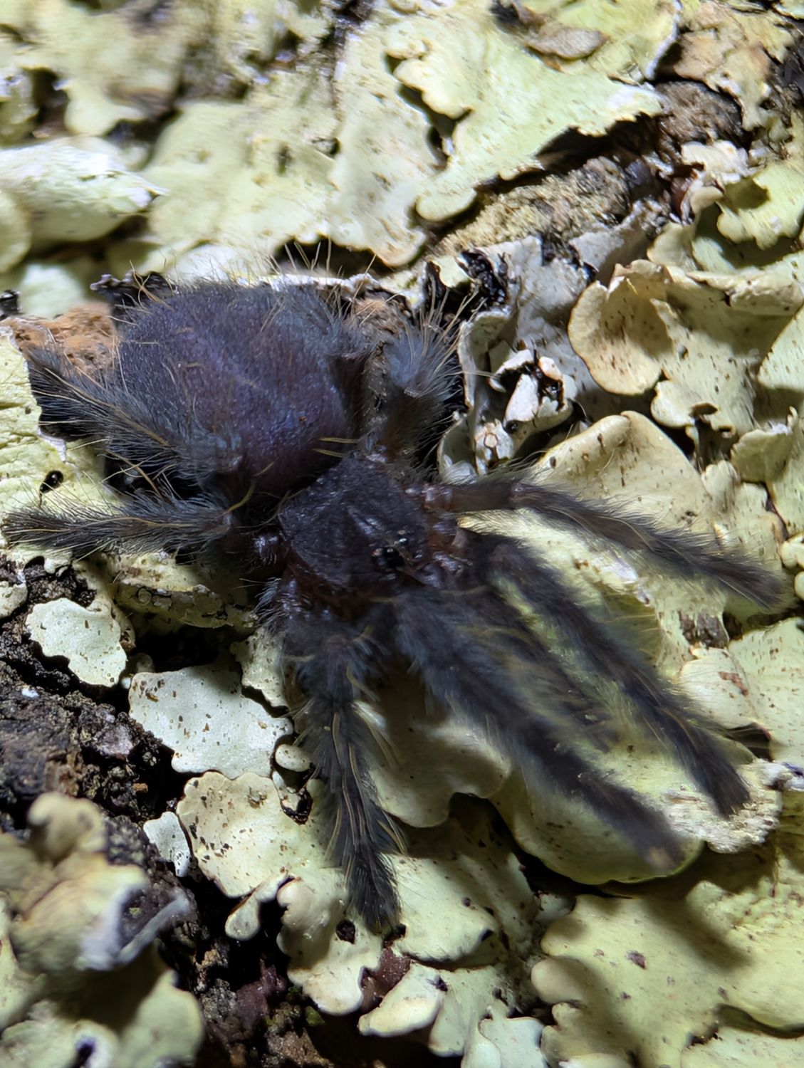 Phormingochilus pennellhewlettorum - Bario Bat Eater (1-2cm)