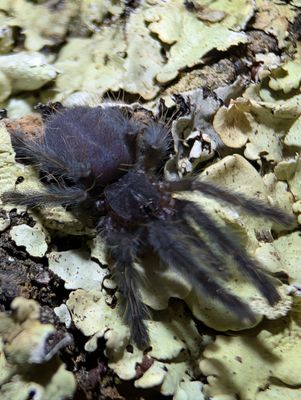 Phormingochilus pennellhewlettorum - Bario Bat Eater (1-2cm)