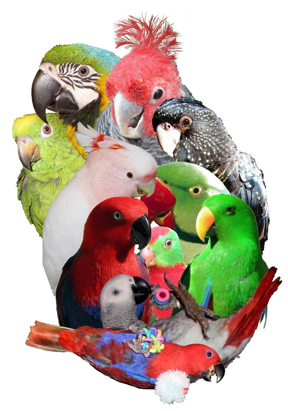Talking Parrots - eBook